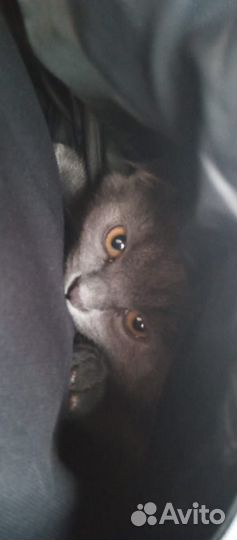 Британские котята