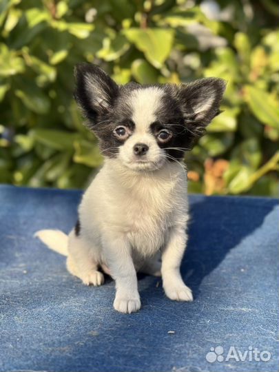 Чихуахуа мальчик д/ш
