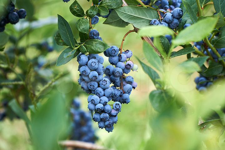 Участок 160 га (СНТ, ДНП)