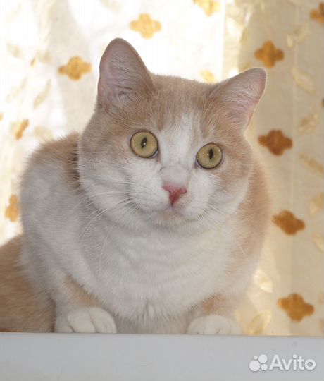 Красавец кот