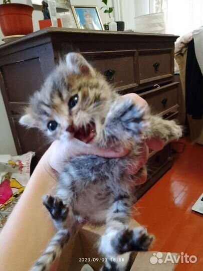 Отдам котенка в добрые руки
