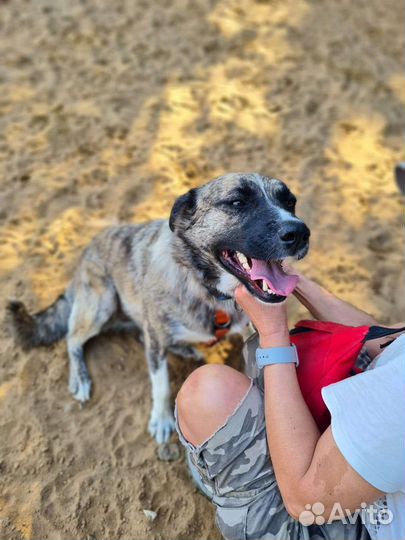 Собака в добрые руки