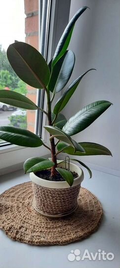 Фикус робуста