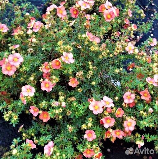 Лапчатка кустарниковая