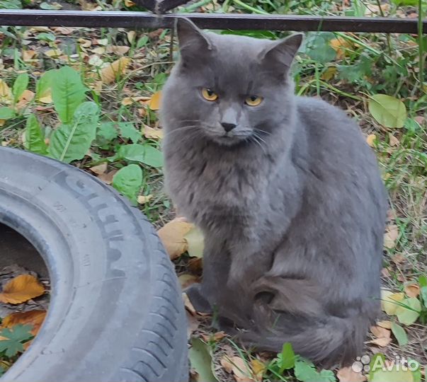 Кошечка в добрые руки Дымка