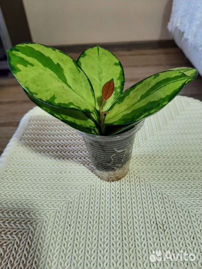 Хойя Кримсон Квин, Эскимо, Компакта