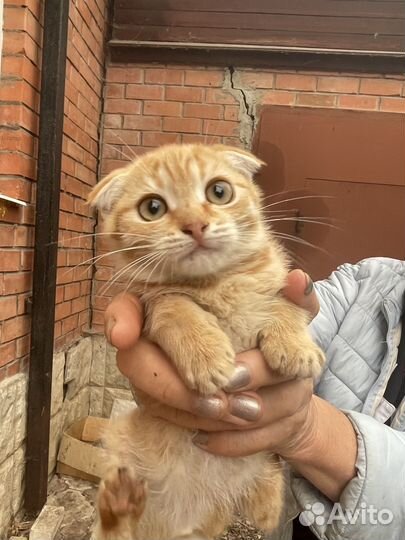 Кошка в дар