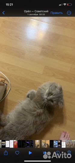 Кот для вязки