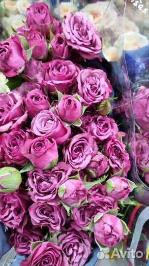 Оптoвыe постaвки цветов из Эквадора,Гoлландии