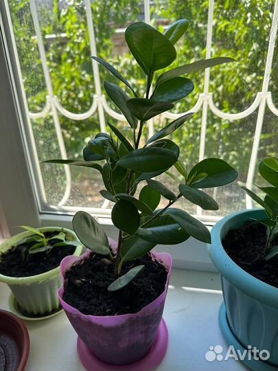 Фикус макламе