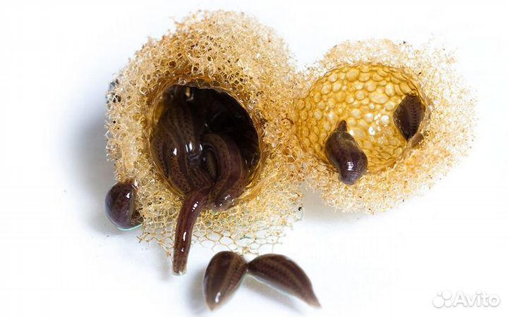 Пиявка медицинская