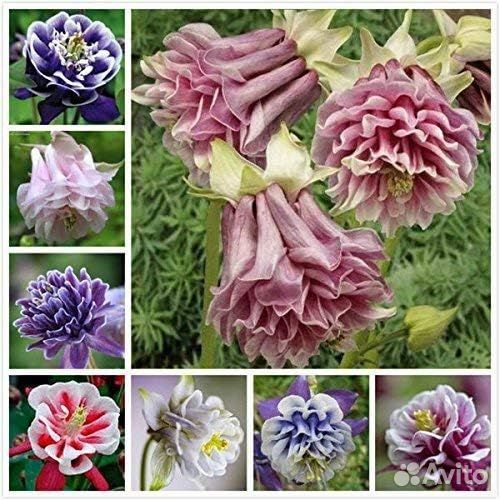 Водосбор. Саженцы, семена