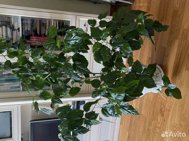 Продам цветы комнатные