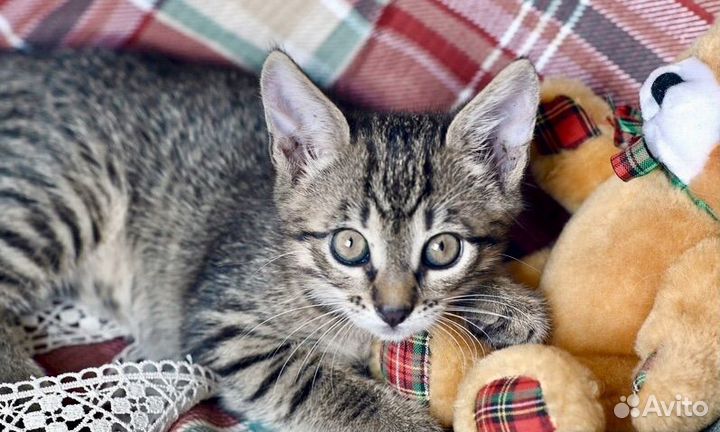 Полосатый котенок Полоскин в добрые руки