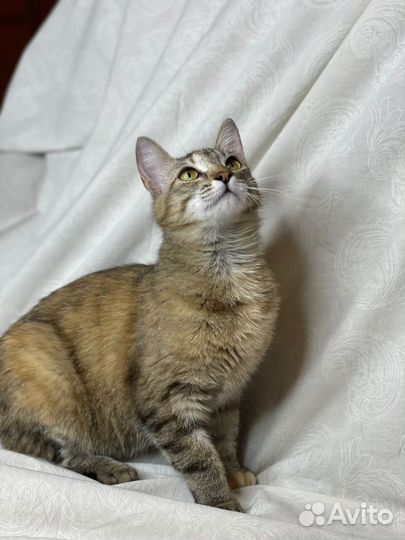 Кошка в дар бесплатно