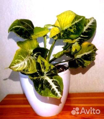 Сингониум Яичница (Syngonium Scrambled Eggs)