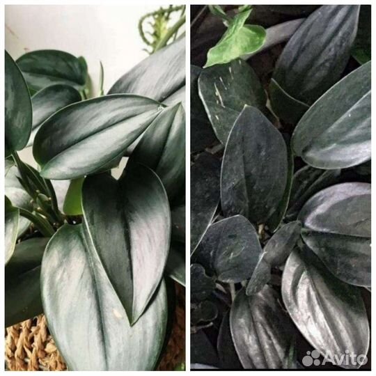 Сциндапсус Мунлайт, Дарк Форм