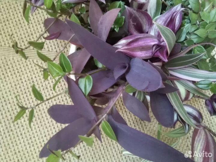 Филодендрон, Красула, Алоэ, хлорофитум, Традесканц