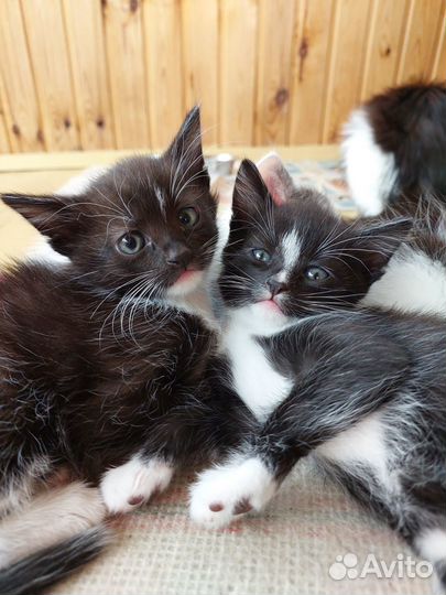 Котята