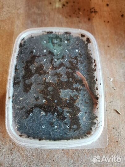 Червь дендробена