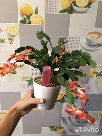 Японское удобрение Fujima для орхидей, универ