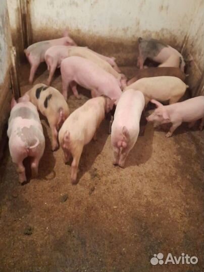 Поросята