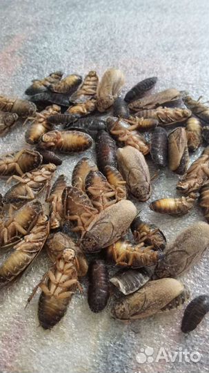 Мраморный таракан (заморозка)