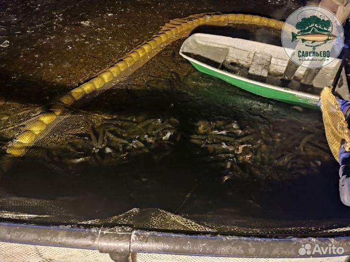 Свежая красная рыба, Форель охлажденная / Оптом