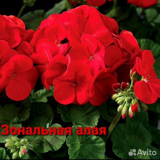 Герани
