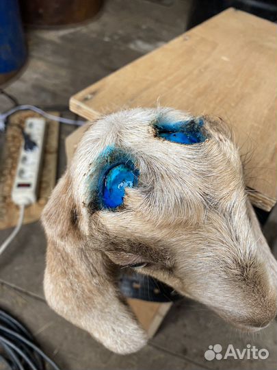 Обезроживание козлят