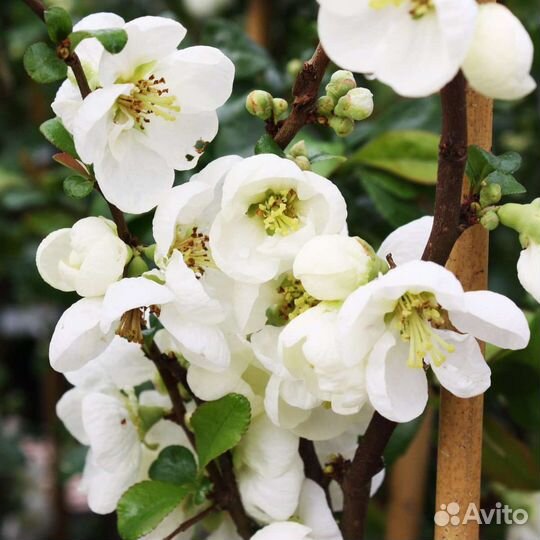 Хеномелес Айва японская