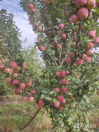 Яблоки,Редспур