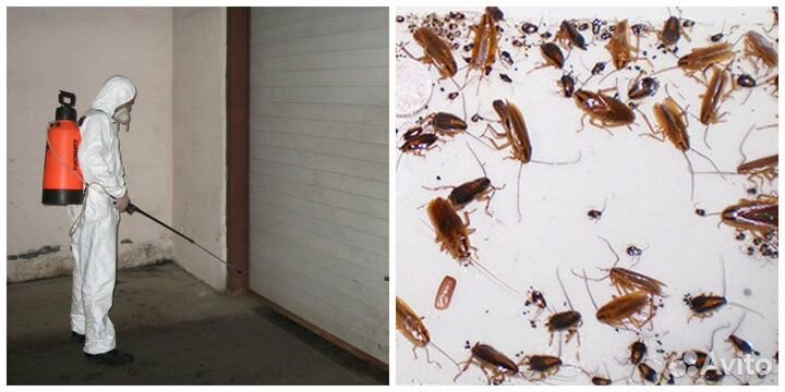 Дезинфекция, травля клопов тараканов