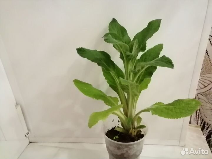 Наперстянка