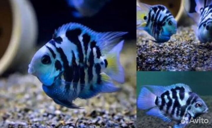 Рыбка сапфировый попугай
