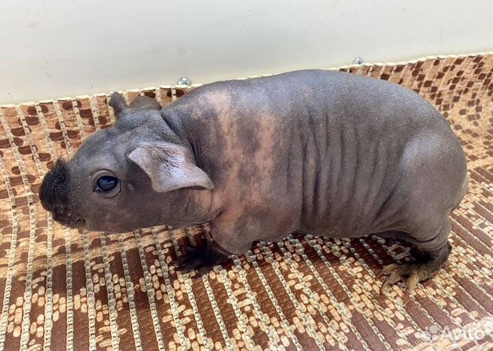 Морская свинка скинни взрослая