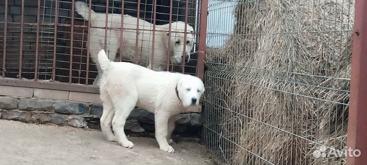 Шикарная девочка сао