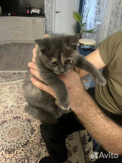 Прямоухие кошки