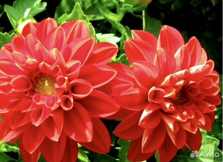 Георгины клубни