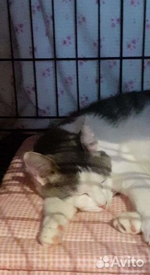 Кошка бесплатно в дар