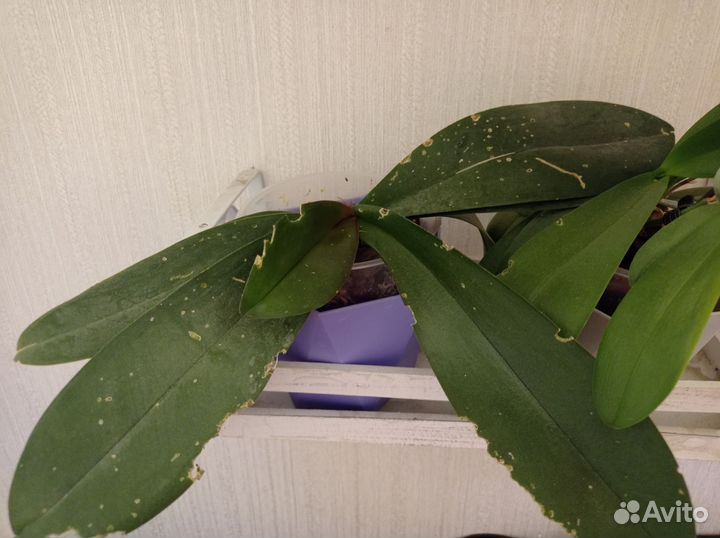 Орхидея фаленопсис