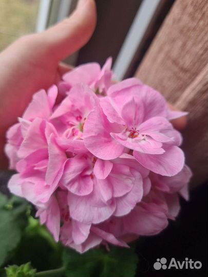 Пеларгонии сортовые