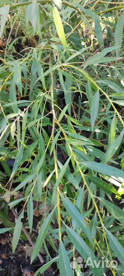 Ива плакучая