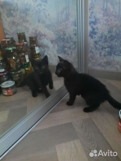 Котёнок (кот)