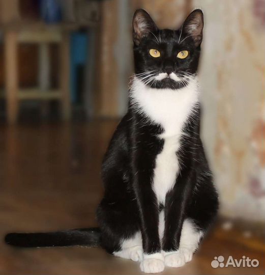 Кошка Пуарошка в добрые руки