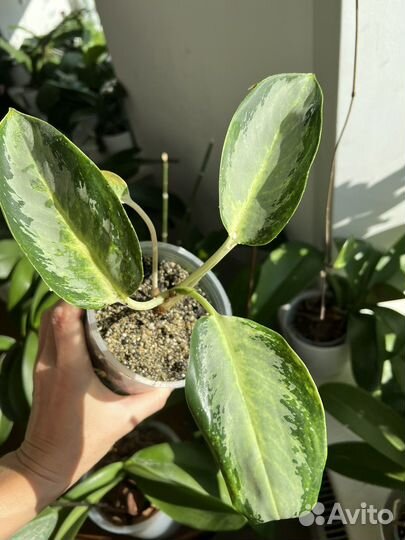 Аглаонема Aglaonema Kan Kwuay