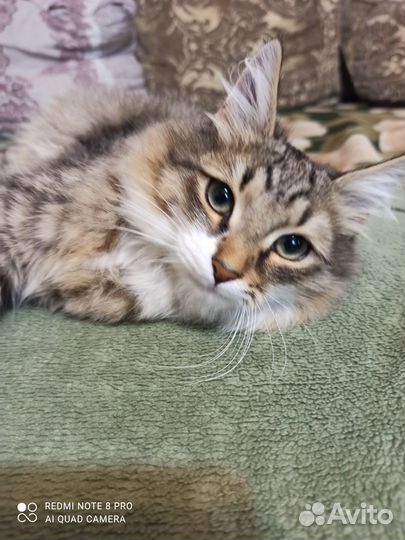 Котёнок, кот, кошка