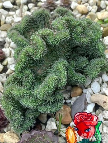 Почвопокровники многолетние