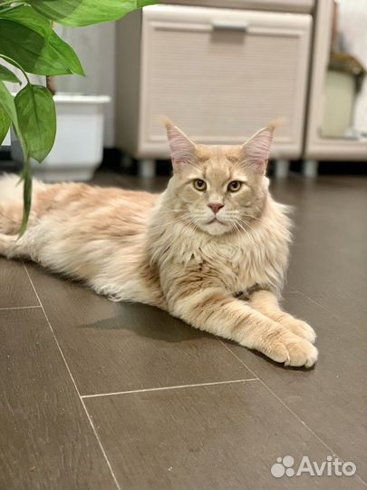 Кот мейн-кун