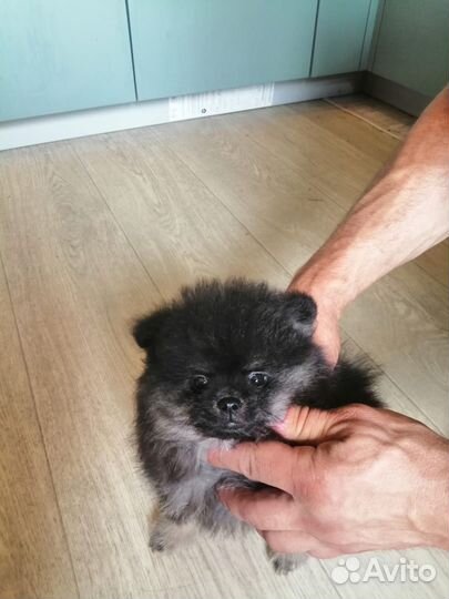 Щенки шпица